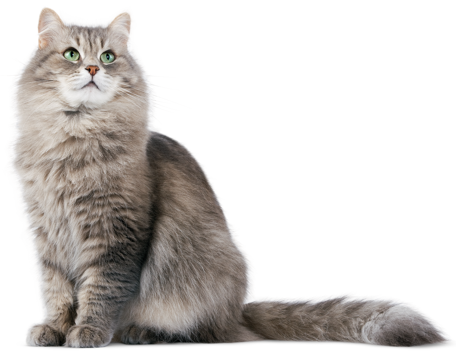cat_PNG50491