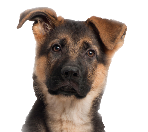 dog-1