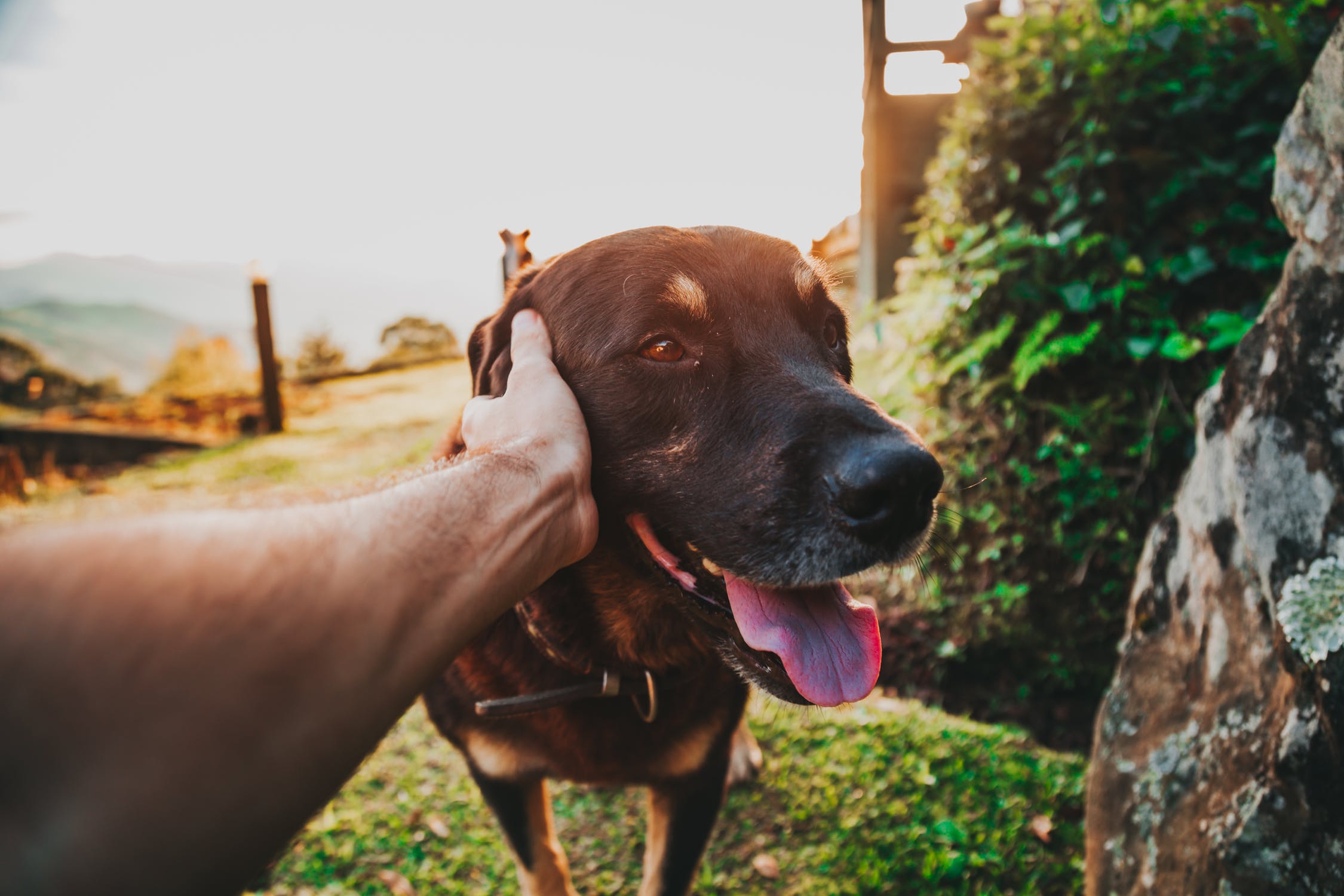 pexels-photo-2376996