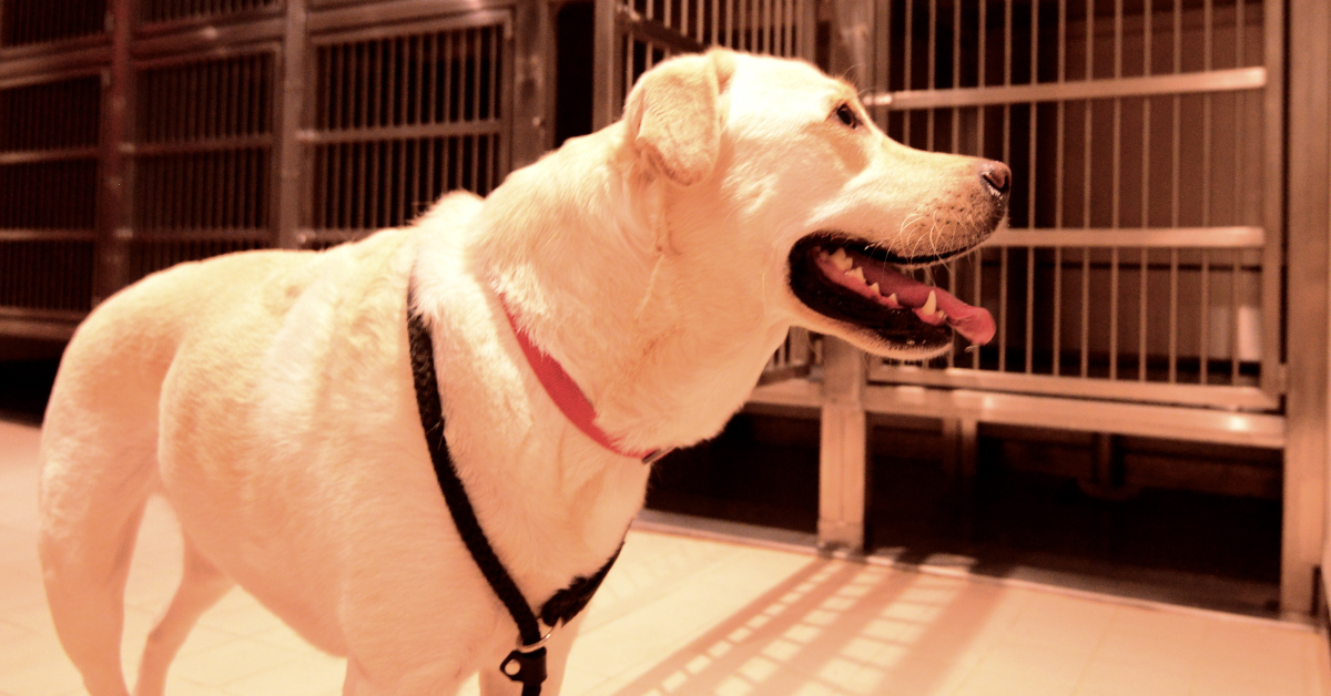 dog with pet sitter atlanta