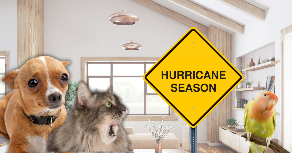 hurricane prep tips buckhead pet pals