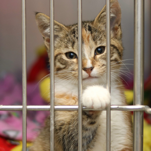 cat in a cat shelter Atlanta