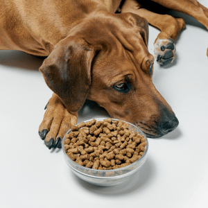 dog refusing to eat kibble atlanta georgia 