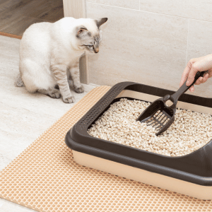 cat watching owner scoop litter box in Atlanta
