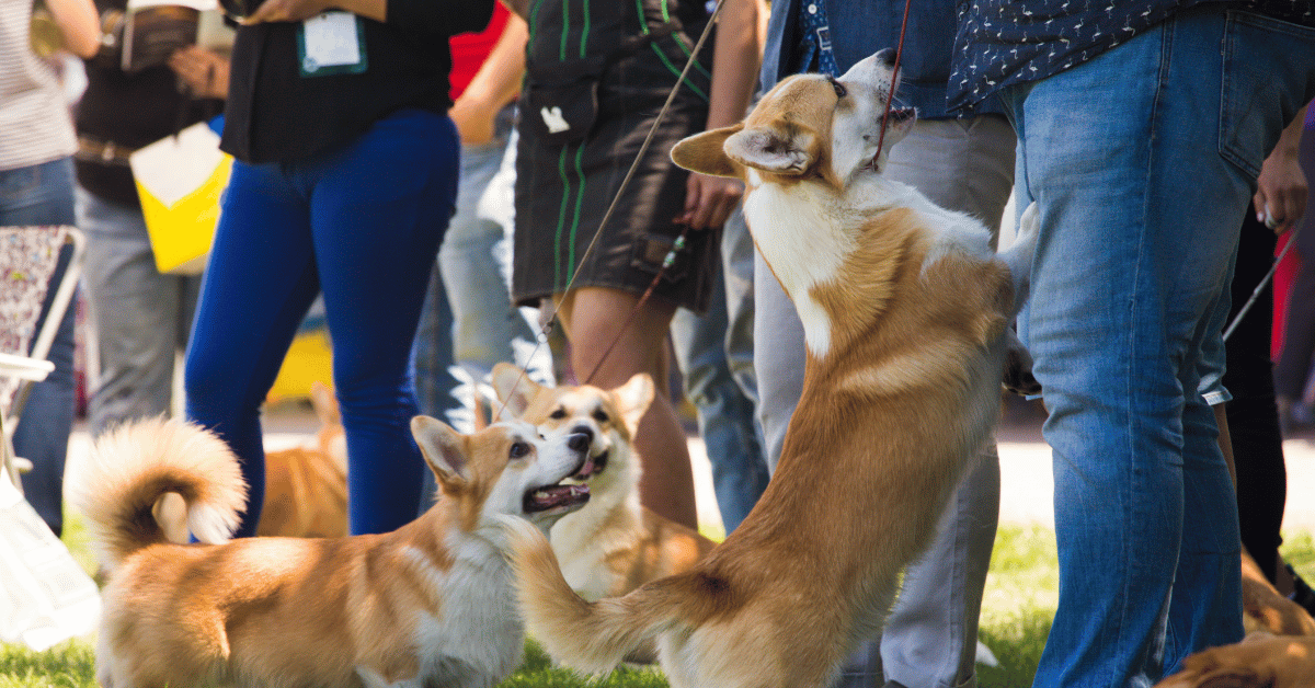 dogs at festival in Atlanta, Georgia