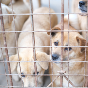 dogs at atlanta shelter