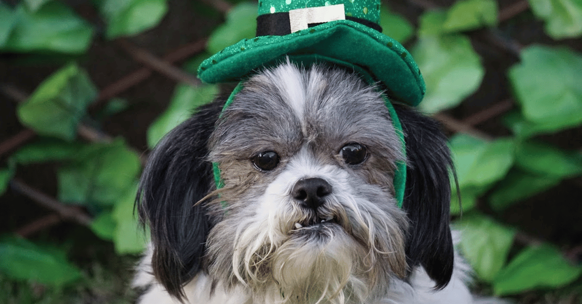 dog St. Patrick's Day parade Atlanta, GA