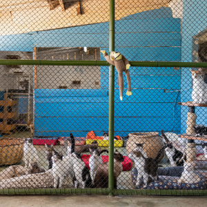 cats in an enclosure at an atlanta shelter
