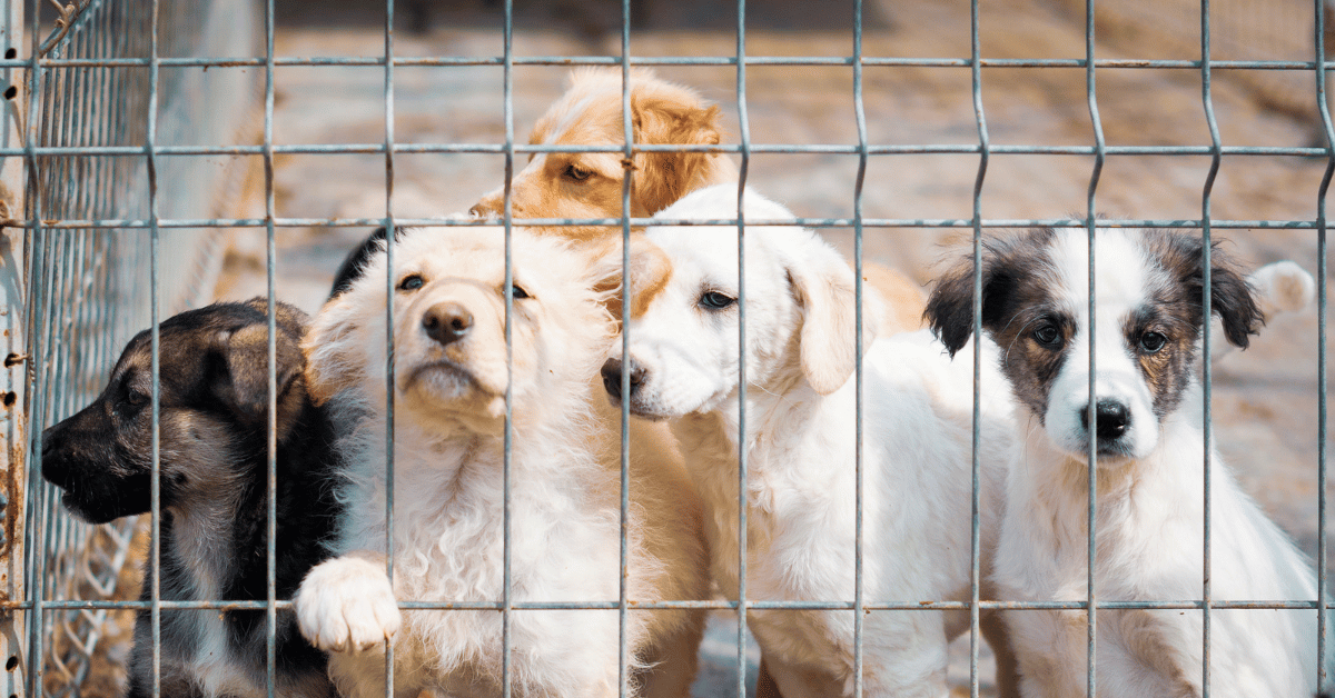 dogs in Atlanta, GA shelter