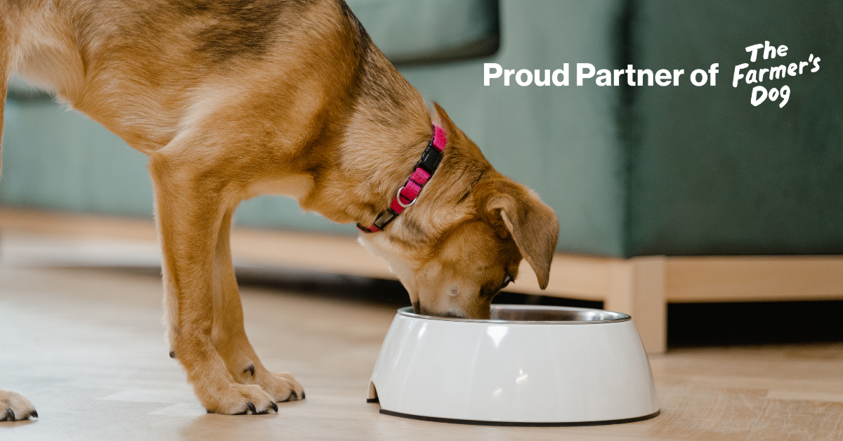 Dog Eating from Bowl