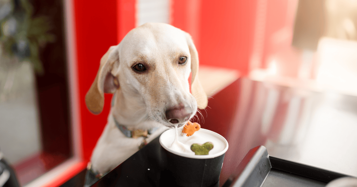 dog having a treat in Atlanta at the Beltline Doggie Crawl