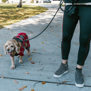 dog walking with Buckhead Pet Pals dog walk in Atlanta
