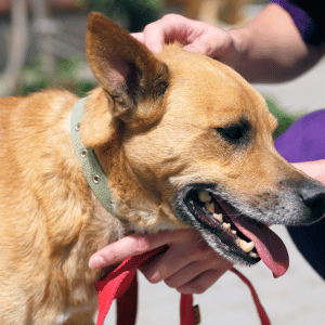 dog with volunteer dog walker PAWS Atlanta