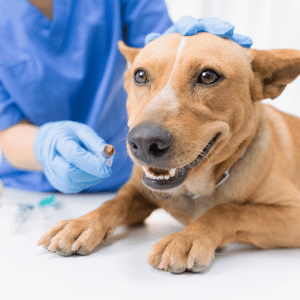 atlanta free dog vaccine clinic
