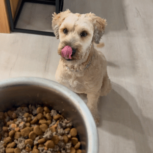 dog licking his lips with a bowl of The Farmer's Dog in Atlanta, GA