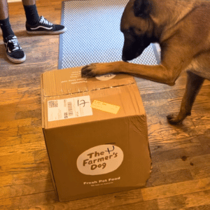dog with paw up on The Farmer's Dog box belgian malinois