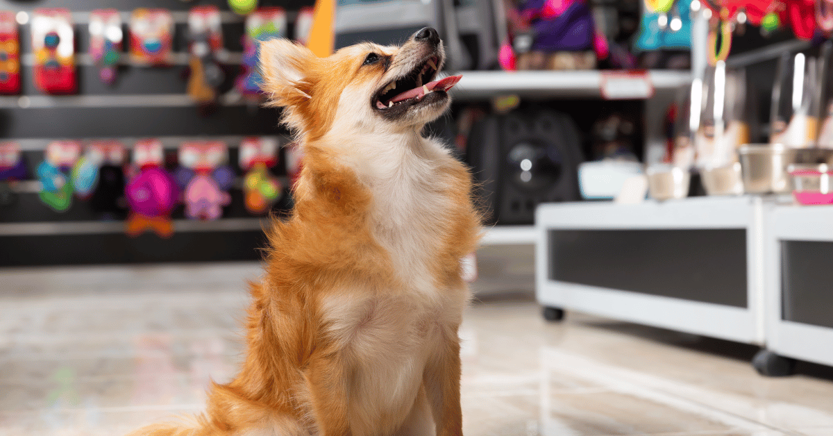 activities to enrich Atlanta dogs indoors