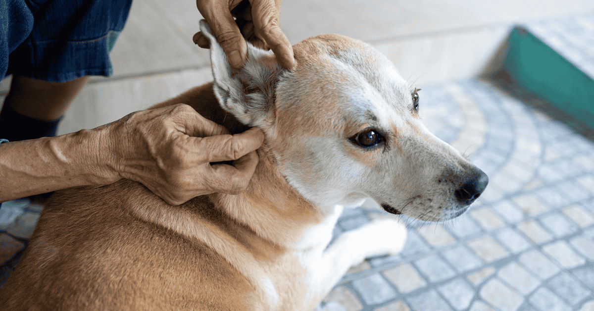 A dog with a tick in Atlanta